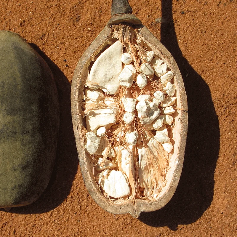 Halbierte Baobab Frucht. In der aufgeschnittenen Hälfte sind unregelmäßig geformte weißliche Kerne zu sehen.
