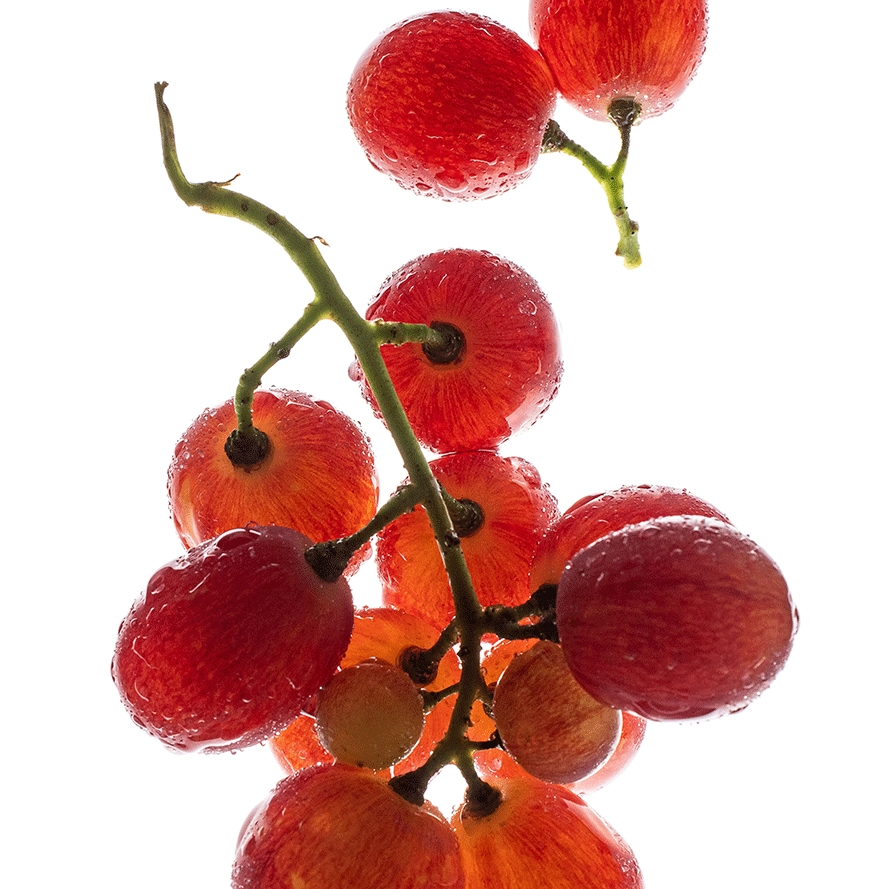 Saftige, leuchtend rote Weintrauben mit Wassertropfen auf weißem Hintergrund